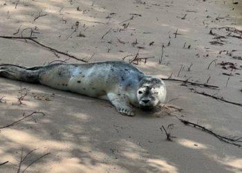 Ungewöhnlicher Besucher an der Geesthachter Fischtreppe