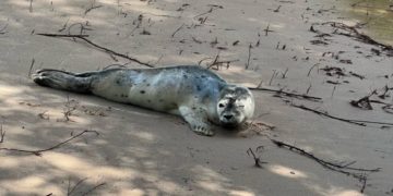 Ungewöhnlicher Besucher an der Geesthachter Fischtreppe