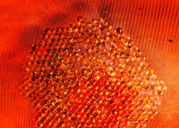 Curiosus Mutation - Roter Traum heißt das Werk von Gesine Biller, das in der Gartengalerie in Mustin im Rahmen vom Kultursommer am Kanal gezeigt wird. Foto: hfr