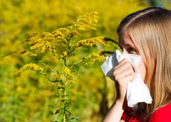 Ausbreitung der hochallergenen Ambrosia-Pflanze