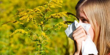 Ausbreitung der hochallergenen Ambrosia-Pflanze