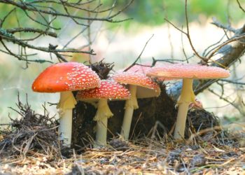 Achtung vor Pilzvergiftungen in der bevorstehenden Pilzsaison
