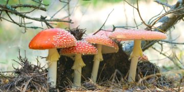 Achtung vor Pilzvergiftungen in der bevorstehenden Pilzsaison