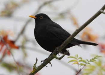 NABU: Vermehrtes Amselsterben durch Usutu-Virus in Schleswig-Holstein
