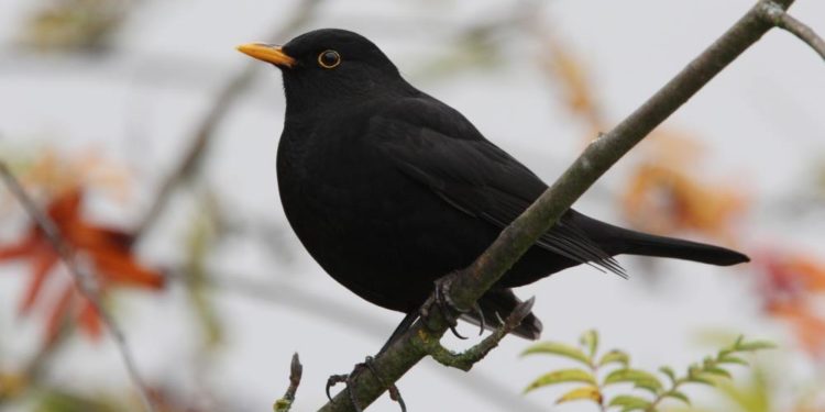 NABU: Vermehrtes Amselsterben durch Usutu-Virus in Schleswig-Holstein