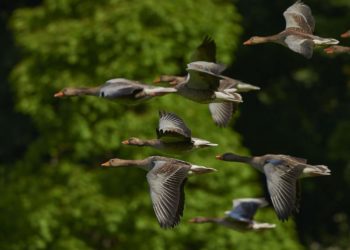 Bauernpräsident Lucht: Bejagung wichtiges Element im Gänsemanagement