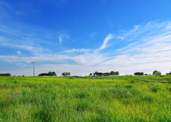 Landesregierung fördert Grünlandprofessur für Schleswig-Holstein