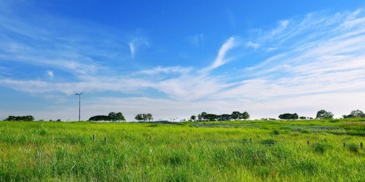 Landesregierung fördert Grünlandprofessur für Schleswig-Holstein