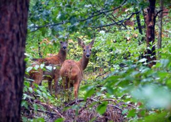 Forst- und Jagdministerium bringt Nachweisheft für Schießübungsnachweis heraus