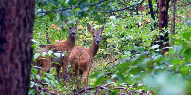 Forst- und Jagdministerium bringt Nachweisheft für Schießübungsnachweis heraus