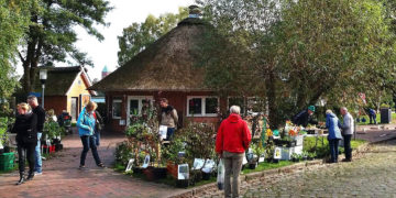 Bald ist wieder Pflanzenflohmarkt in Ratzeburg