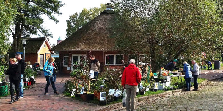 Bald ist wieder Pflanzenflohmarkt in Ratzeburg