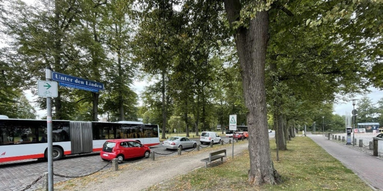 Baumpflegearbeiten im Ratzeburger Stadtgebiet