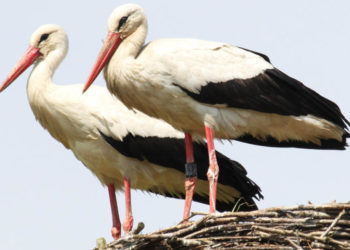 Weißstorchsaison 2024 mit Rekordergebnis