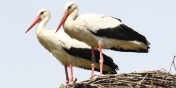Weißstorchsaison 2024 mit Rekordergebnis