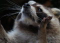 Waschbär im Schlafzimmer