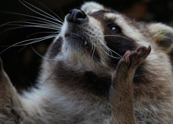 Waschbär im Schlafzimmer