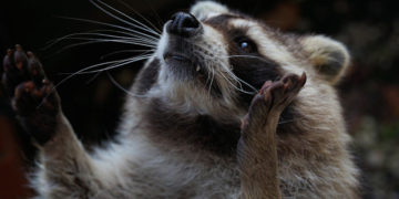 Waschbär im Schlafzimmer