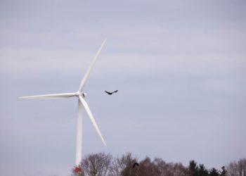 Zu wenig Schutz für Greifvögel und Fledermäuse
