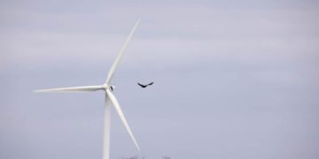 Zu wenig Schutz für Greifvögel und Fledermäuse