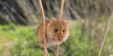 Ortsumgehung Geesthacht – Ausgleichsmaßnahmen für Ha­selmäuse starten