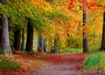 Farbenfrohes Laub und Lichter in der Dunkelheit: Naturparktouren im Herbst