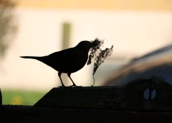Naturgärten – Grüne Oasen in der Stadt