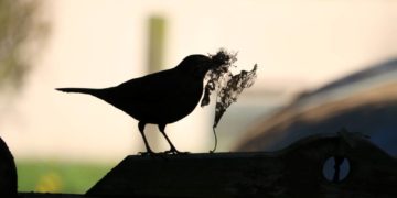 Naturgärten – Grüne Oasen in der Stadt