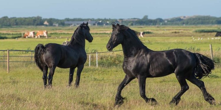 Weitere Nachweise des West-Nil-Virus