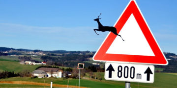 Film, Vortrag und Diskussion zum Thema ‚Wildwechsel – Tiere auf Achse‘