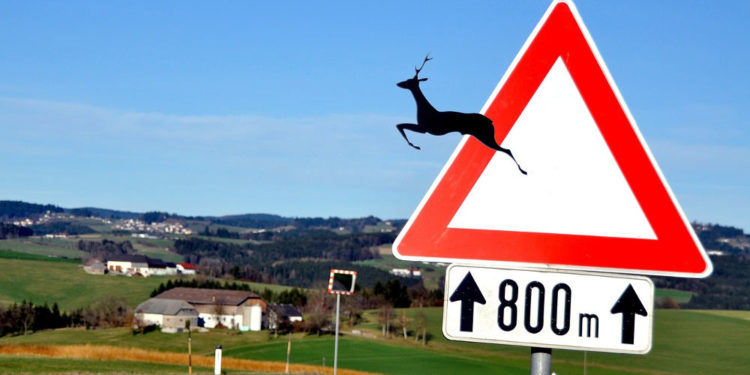 Film, Vortrag und Diskussion zum Thema ‚Wildwechsel – Tiere auf Achse‘