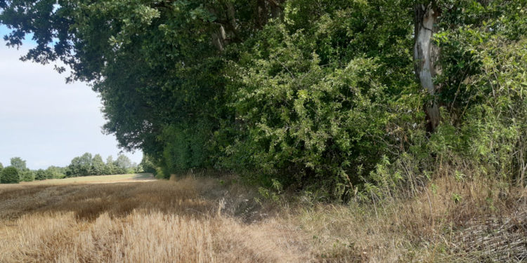 Fachveranstaltung ‚Waldvernetzung‘ der BUND Kreisgruppe und des Kreisbauernverbandes