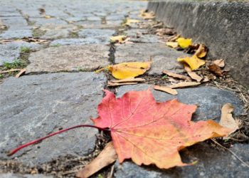Das Herbstlaub richtig entsorgen