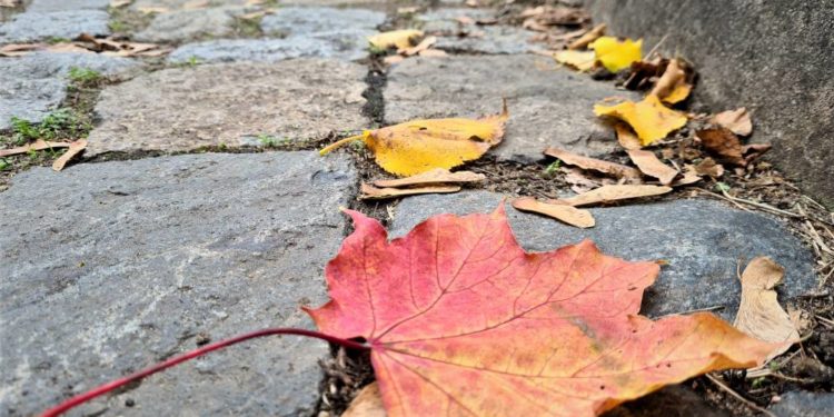 Das Herbstlaub richtig entsorgen