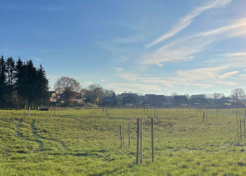Größte NABU-Streuobstwiese entsteht am Ortsrand von Dargow
