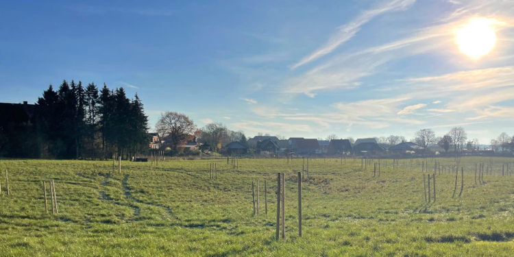Größte NABU-Streuobstwiese entsteht am Ortsrand von Dargow