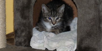 Silvester ohne Panik