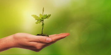 Kleine Eichen und Buchen bilden neuen Stiftungswald auf der Wentorfer Lohe