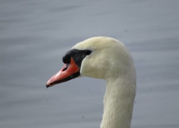 Internationale Wasservogelzählung auf den Möllner und umliegenden Seen