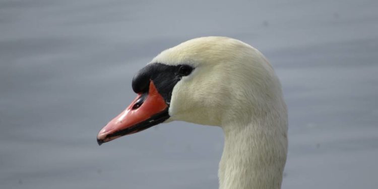 Internationale Wasservogelzählung auf den Möllner und umliegenden Seen