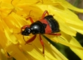 Vortrag: Schönheit und Ökologie unserer heimischen Tierwelt