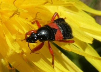 Vortrag: Schönheit und Ökologie unserer heimischen Tierwelt