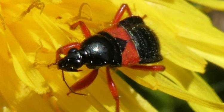 Vortrag: Schönheit und Ökologie unserer heimischen Tierwelt