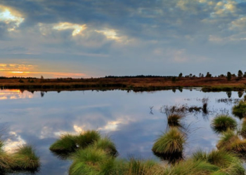 Moore in der Metropolregion Hamburg
