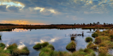 Moore in der Metropolregion Hamburg