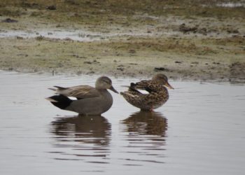 Wasservögel auf dem Ratzeburger See