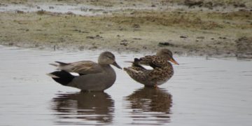 Wasservögel auf dem Ratzeburger See