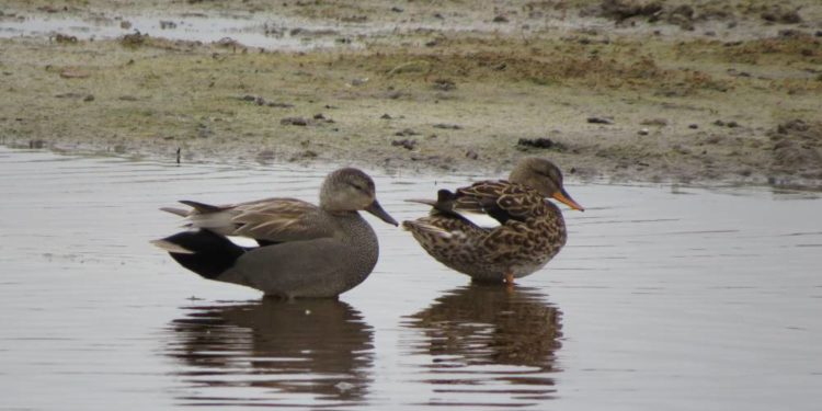 Wasservögel auf dem Ratzeburger See