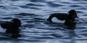 Naturparktouren 2025- Exkursion Wasservögel & Spechte am Schaalsee