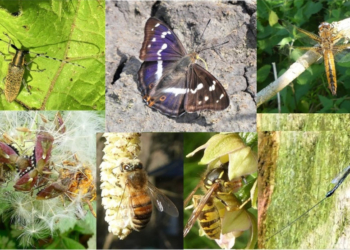Vortrag über unsere Insekten- Schmetterling, Käfer Libelle und co